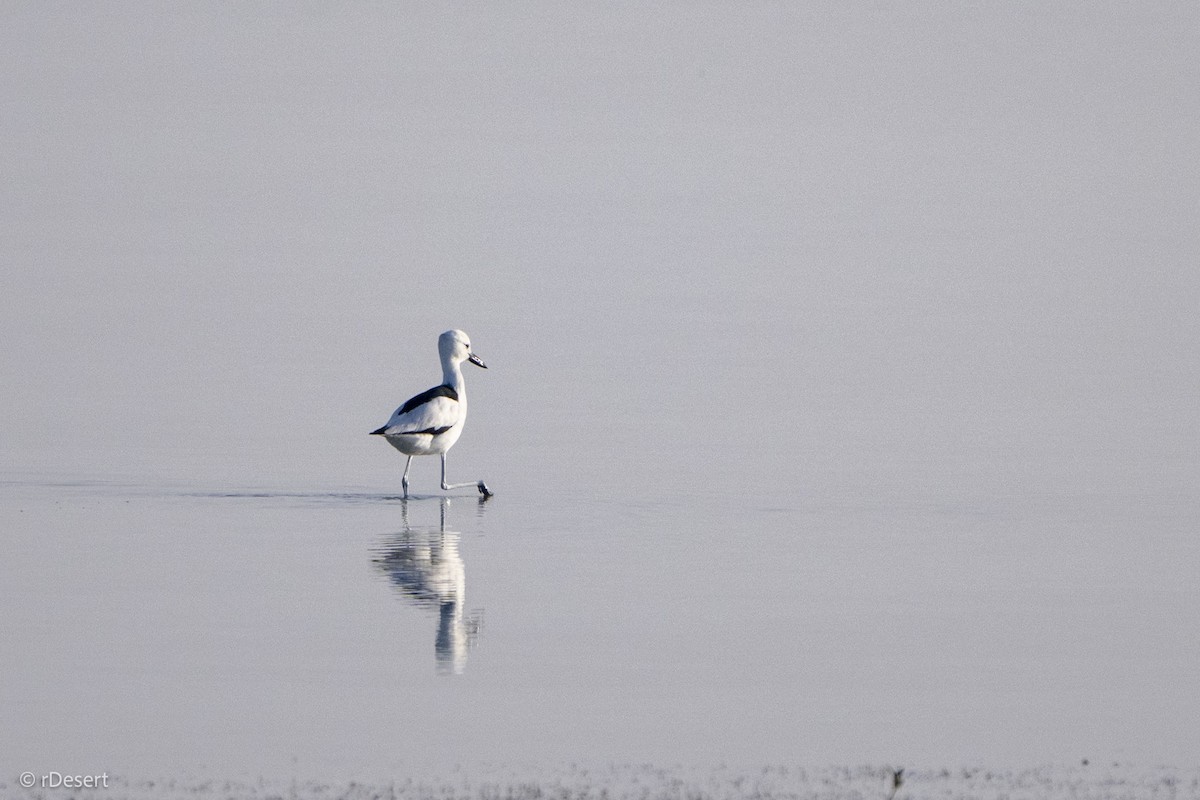 Crab-Plover - ML650703687