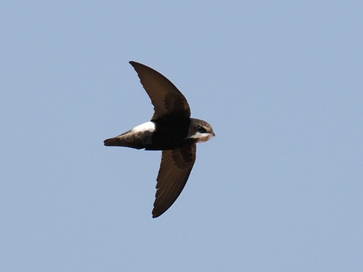 Haussegler - ML650704538