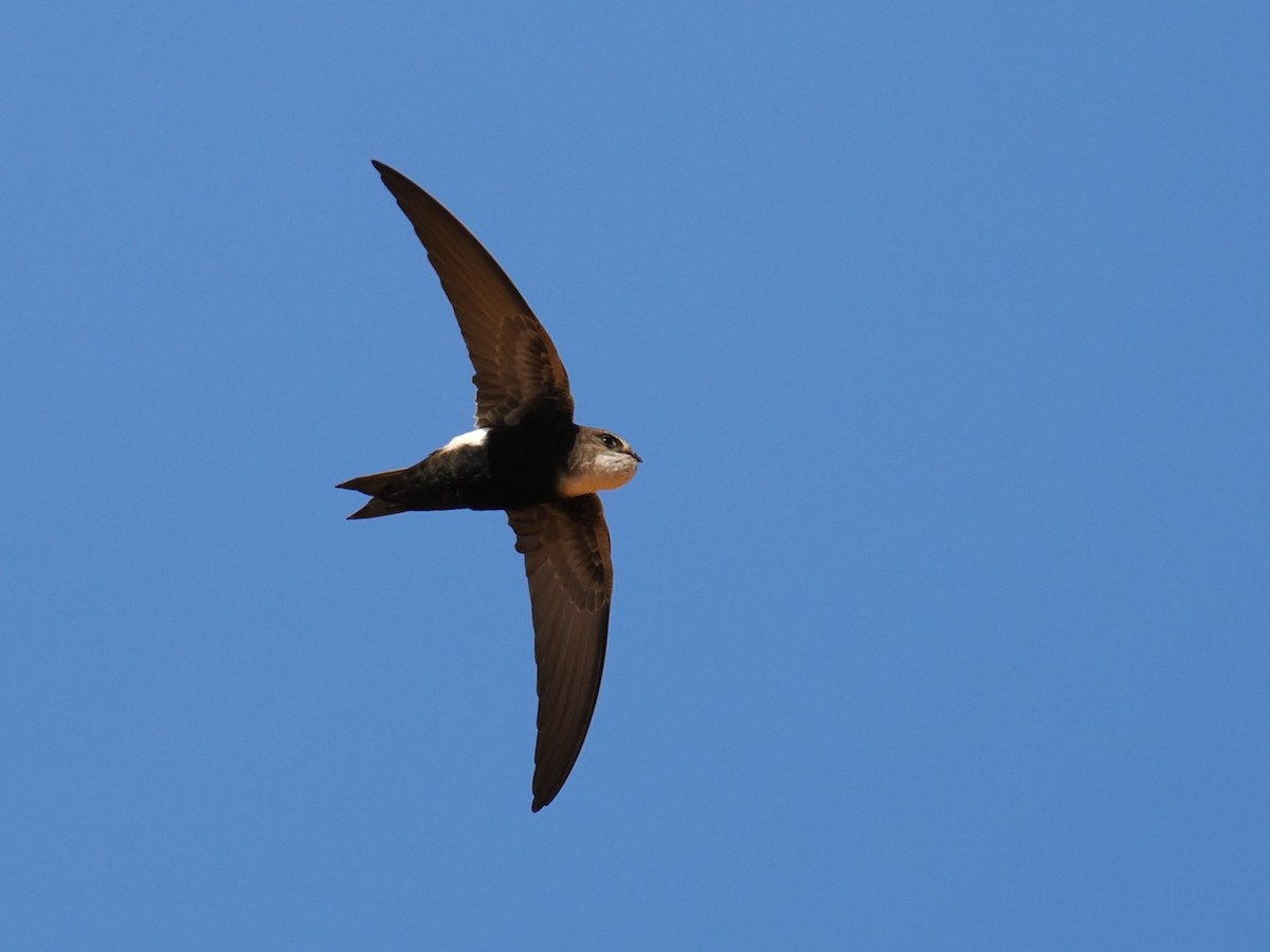 Horussegler - ML650704553