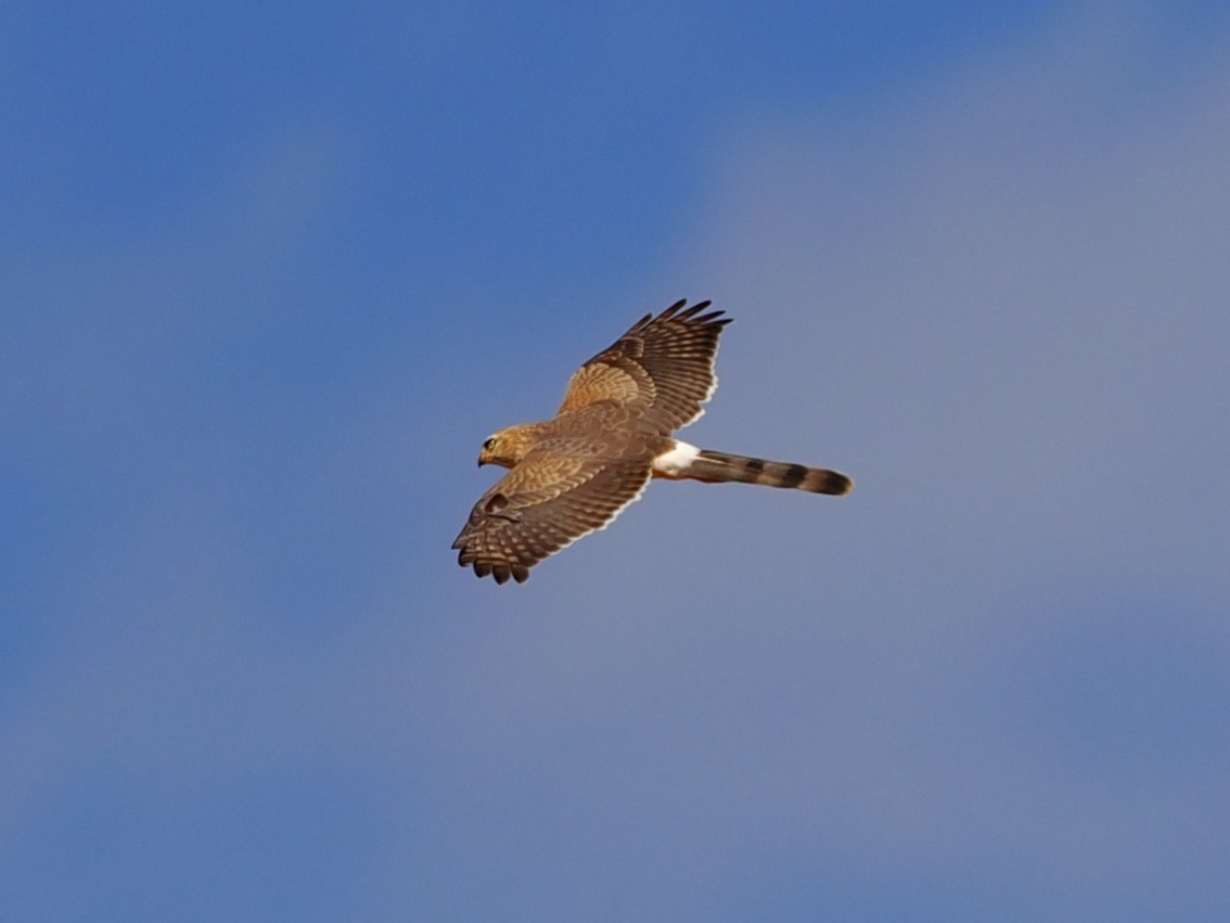 Gabarhabicht - ML650704564