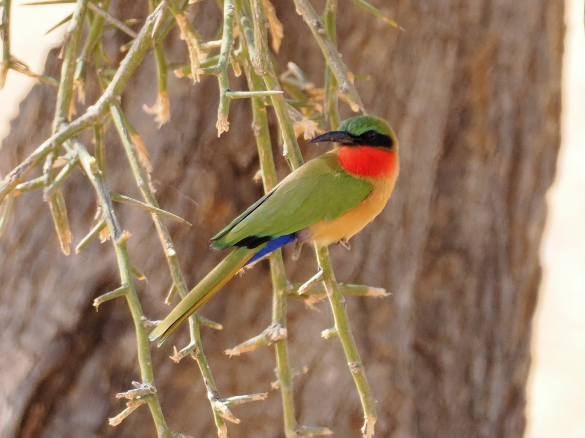 Rotkehlspint - ML650704585