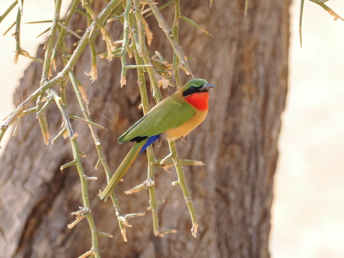 Rotkehlspint - ML650704586