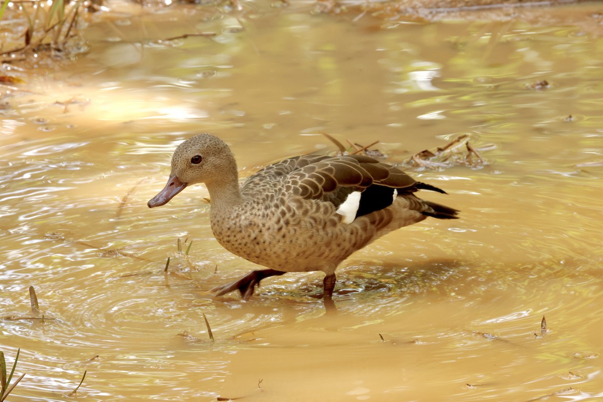 Blue-billed Teal - ML650704629