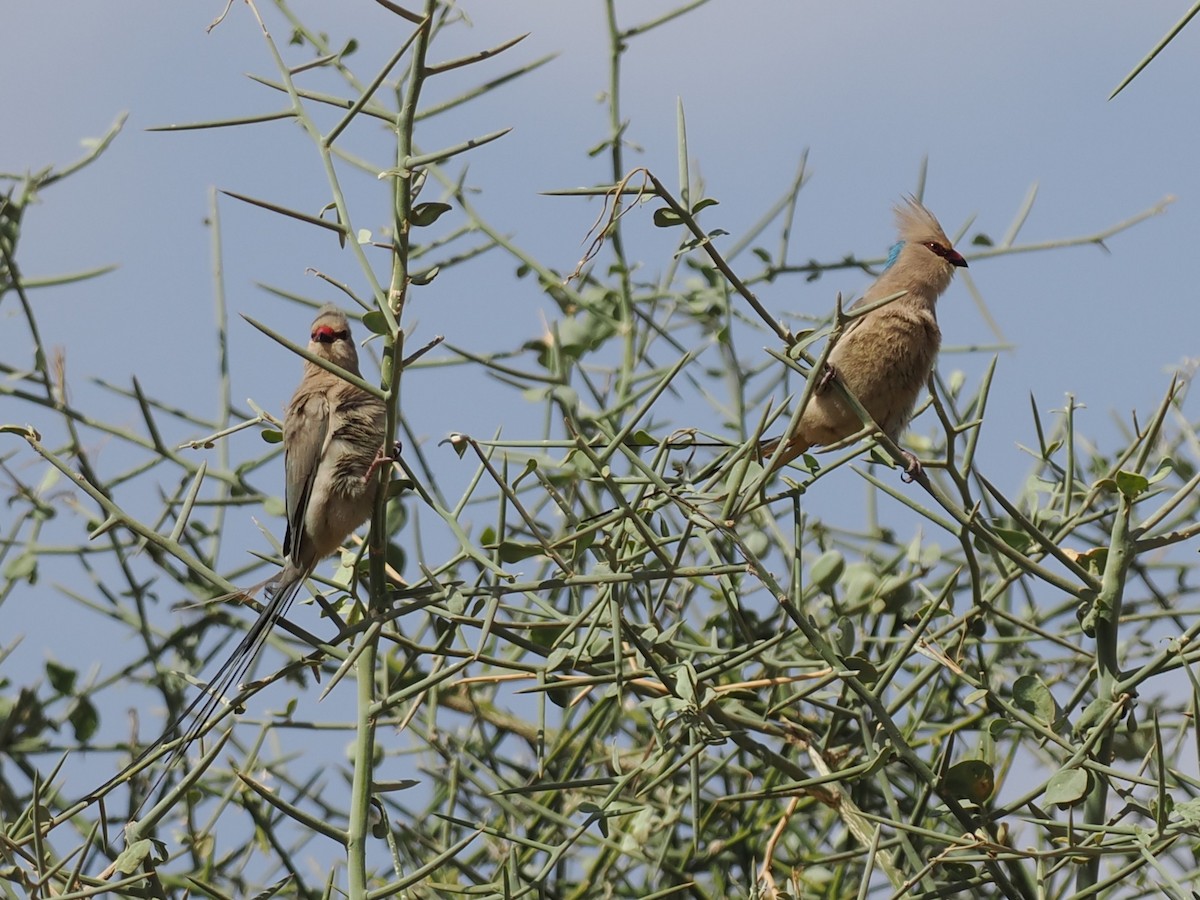 Blaunacken-Mausvogel - ML650704630