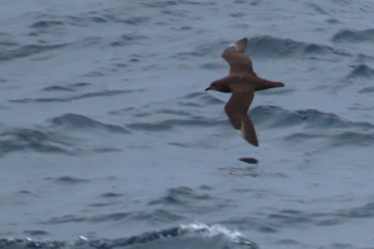 Kermadek Fırtınakuşu - ML650705241