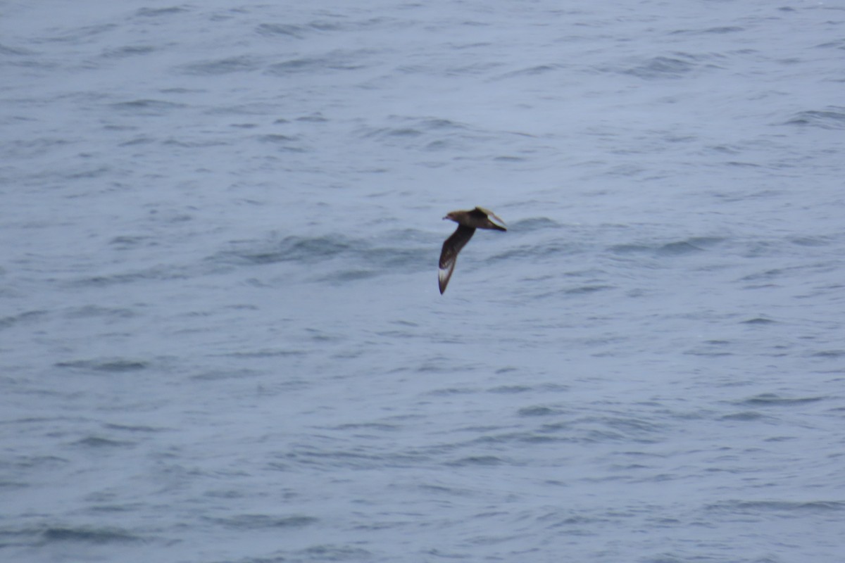 Kermadek Fırtınakuşu - ML650705242