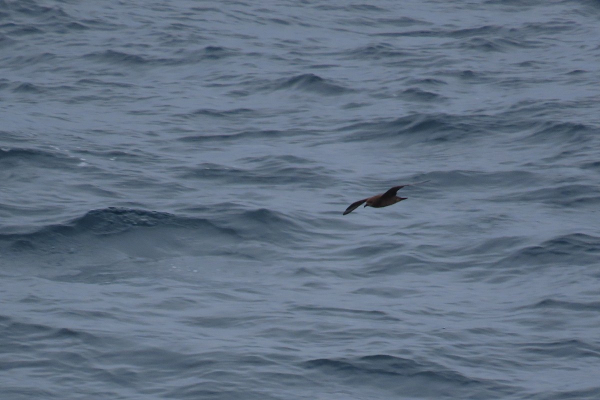 Kermadek Fırtınakuşu - ML650705243