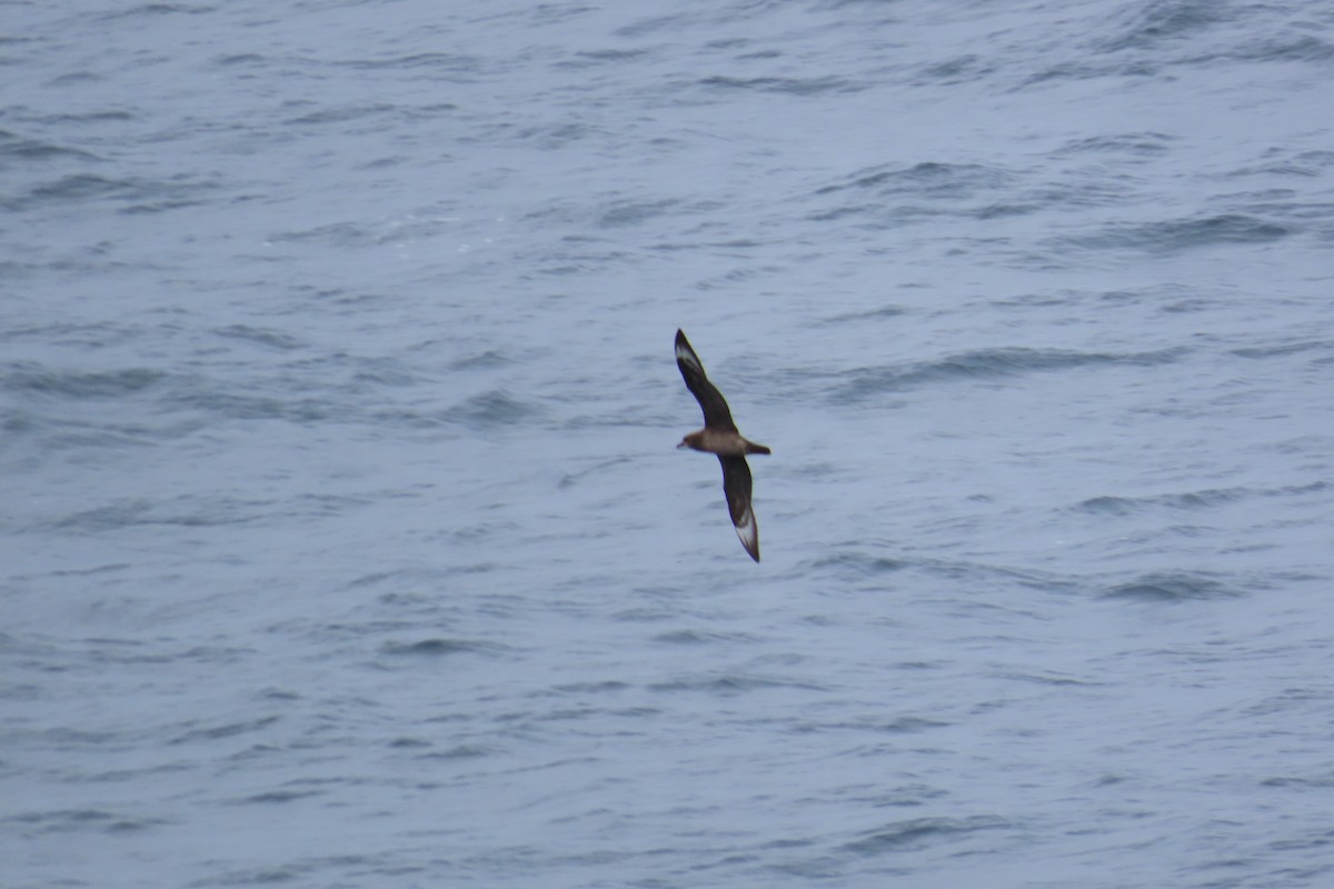 Kermadek Fırtınakuşu - ML650705244