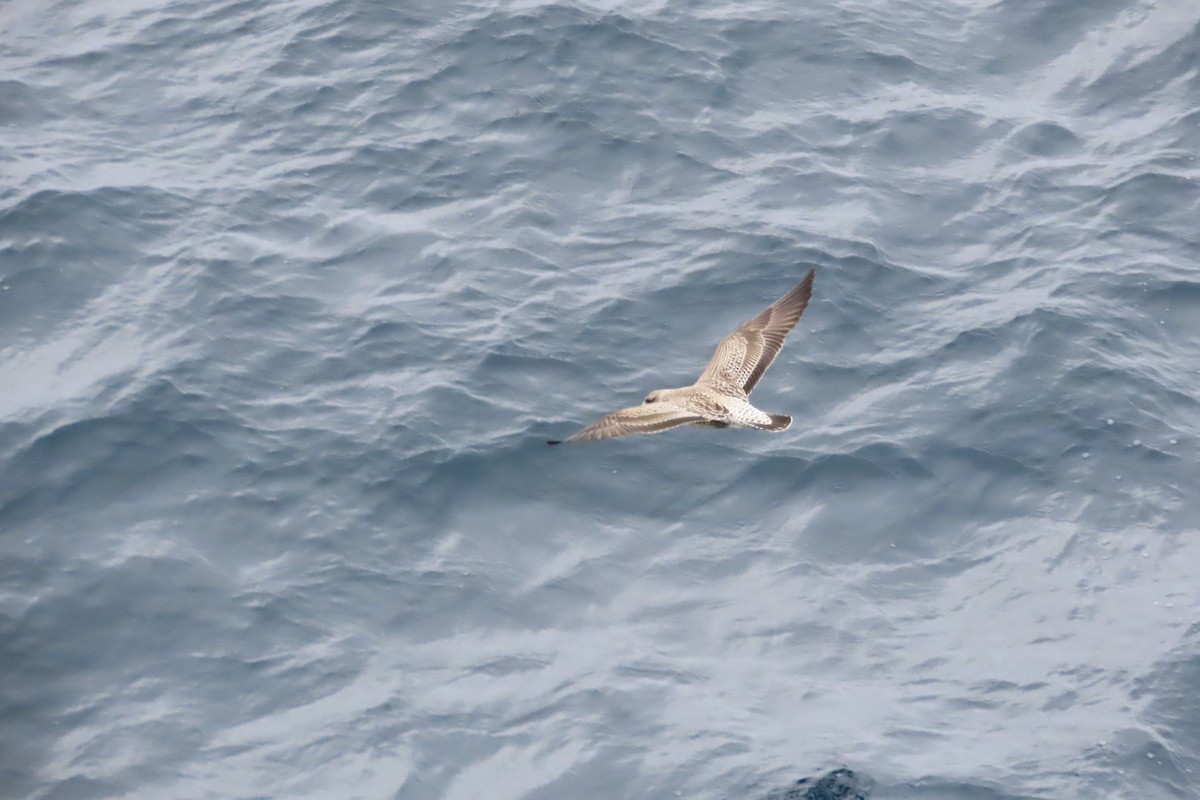 Yosun Martısı - ML650705292