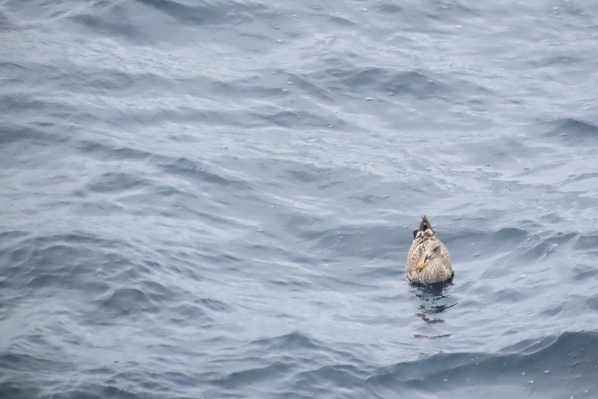 Yosun Martısı - ML650705293