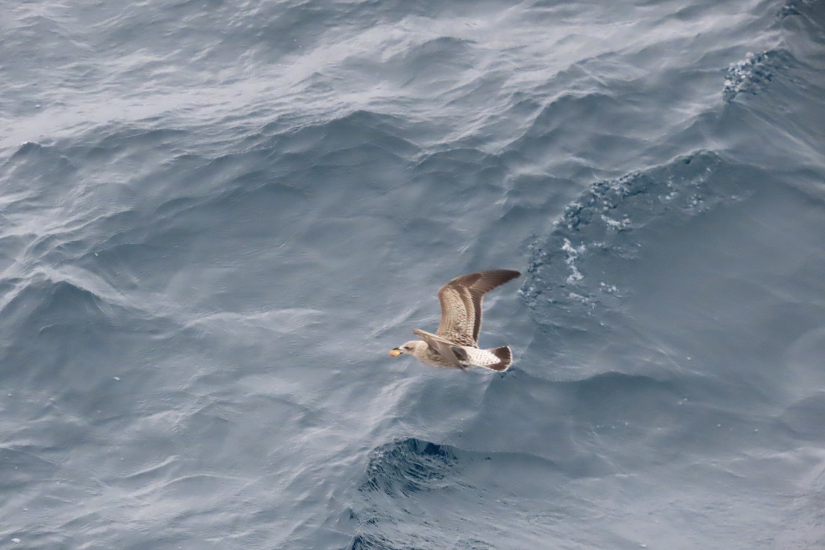 Yosun Martısı - ML650705294