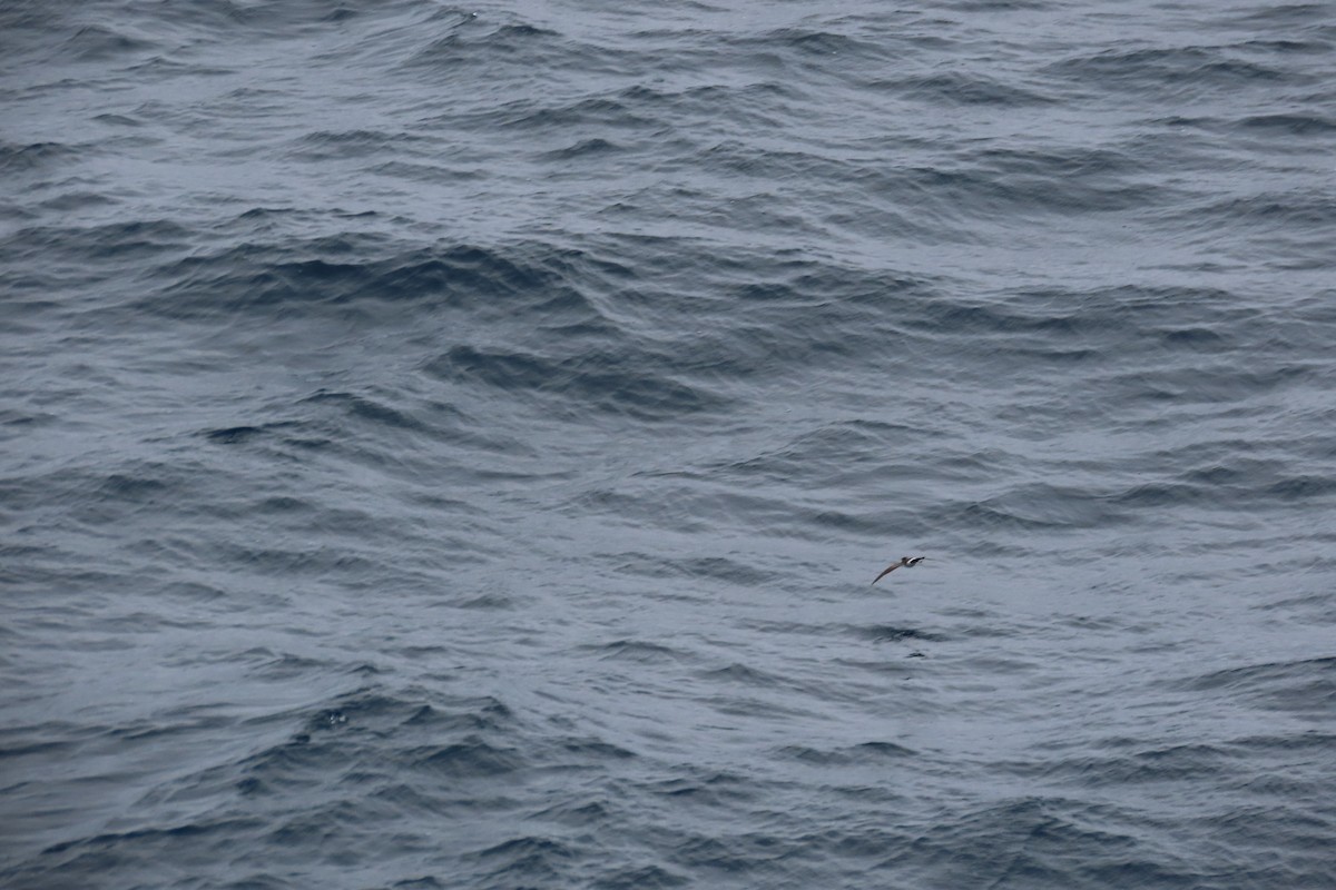 Paíño Ventriblanco - ML650705360