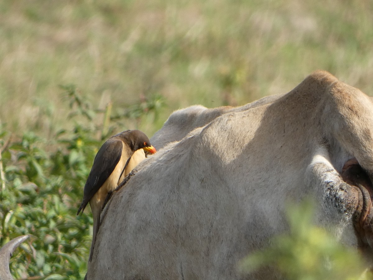 Yellow-billed Oxpecker - ML650705628