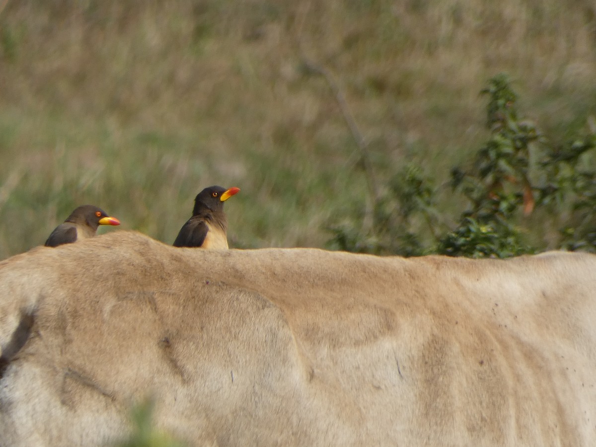 Yellow-billed Oxpecker - ML650705629