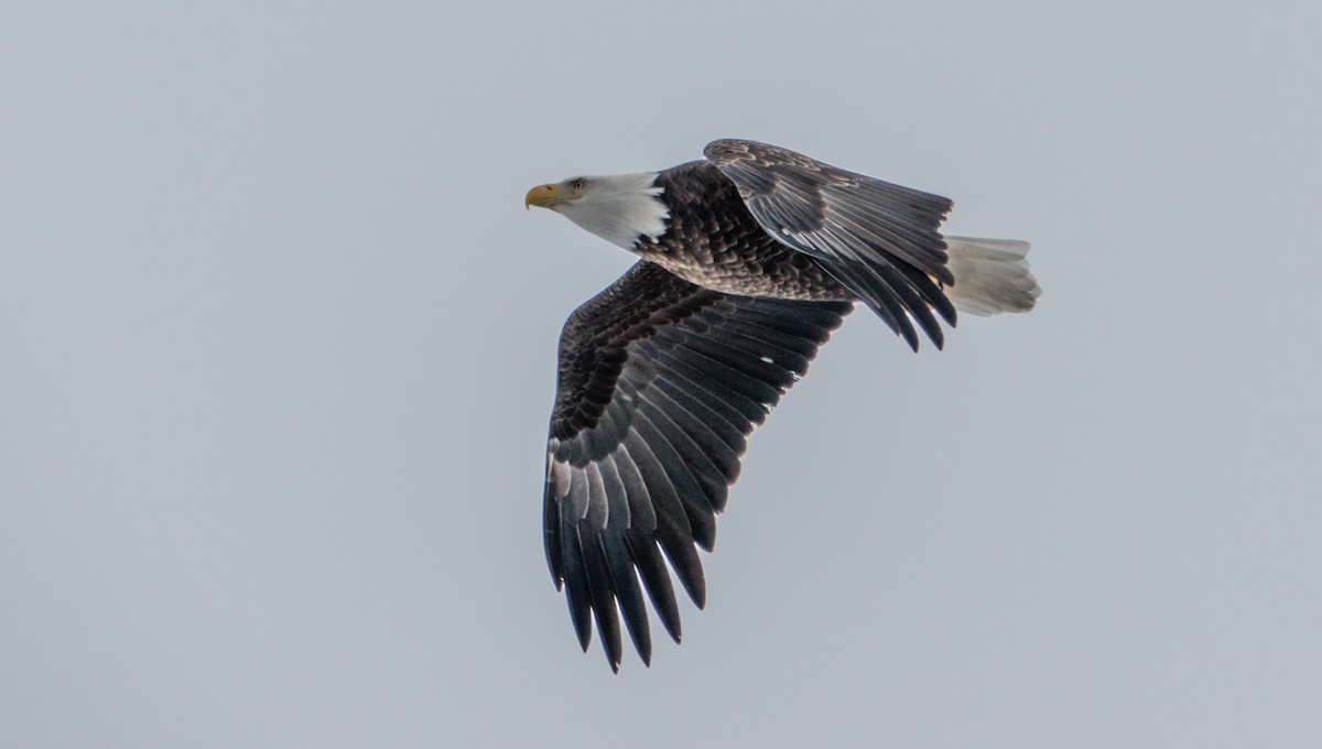 Pygargue à tête blanche - ML650705848