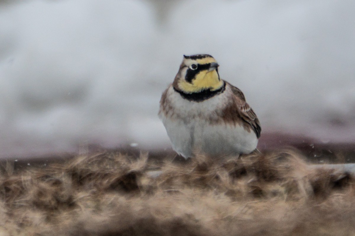 Alouette hausse-col - ML650706030