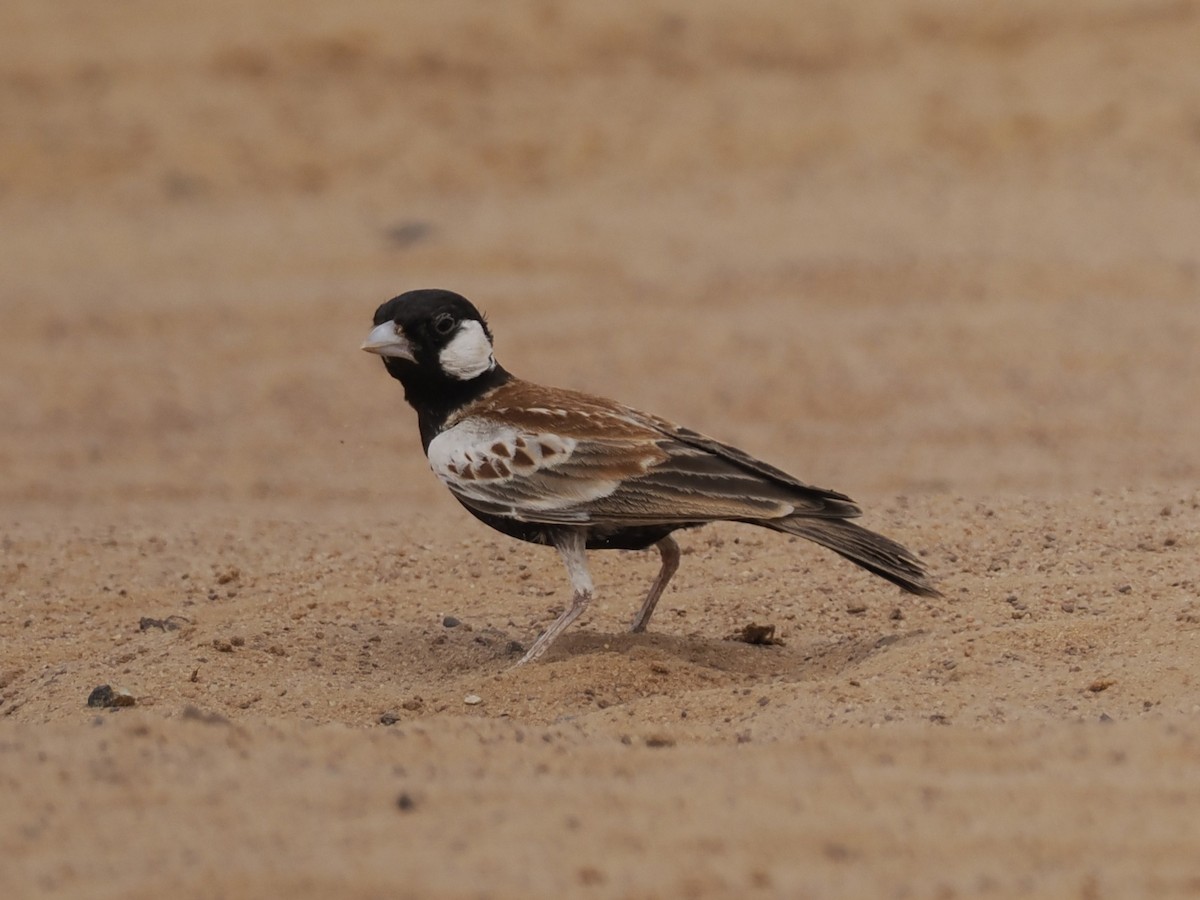 Chestnut-backed Sparrow-Lark - ML650706489