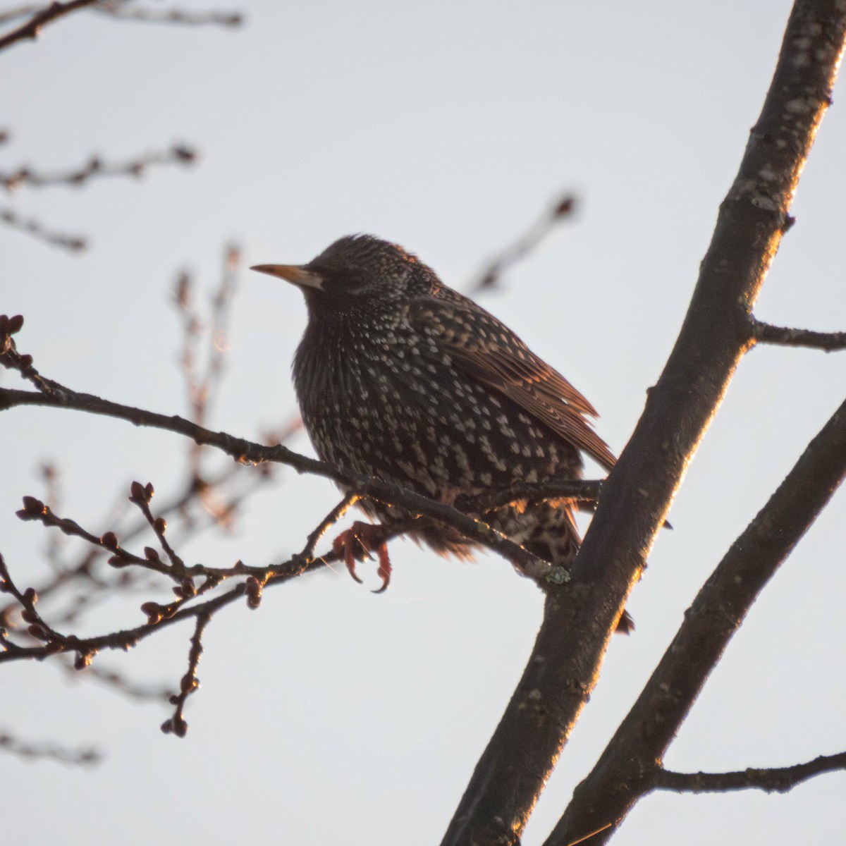 Шпак звичайний - ML650706952