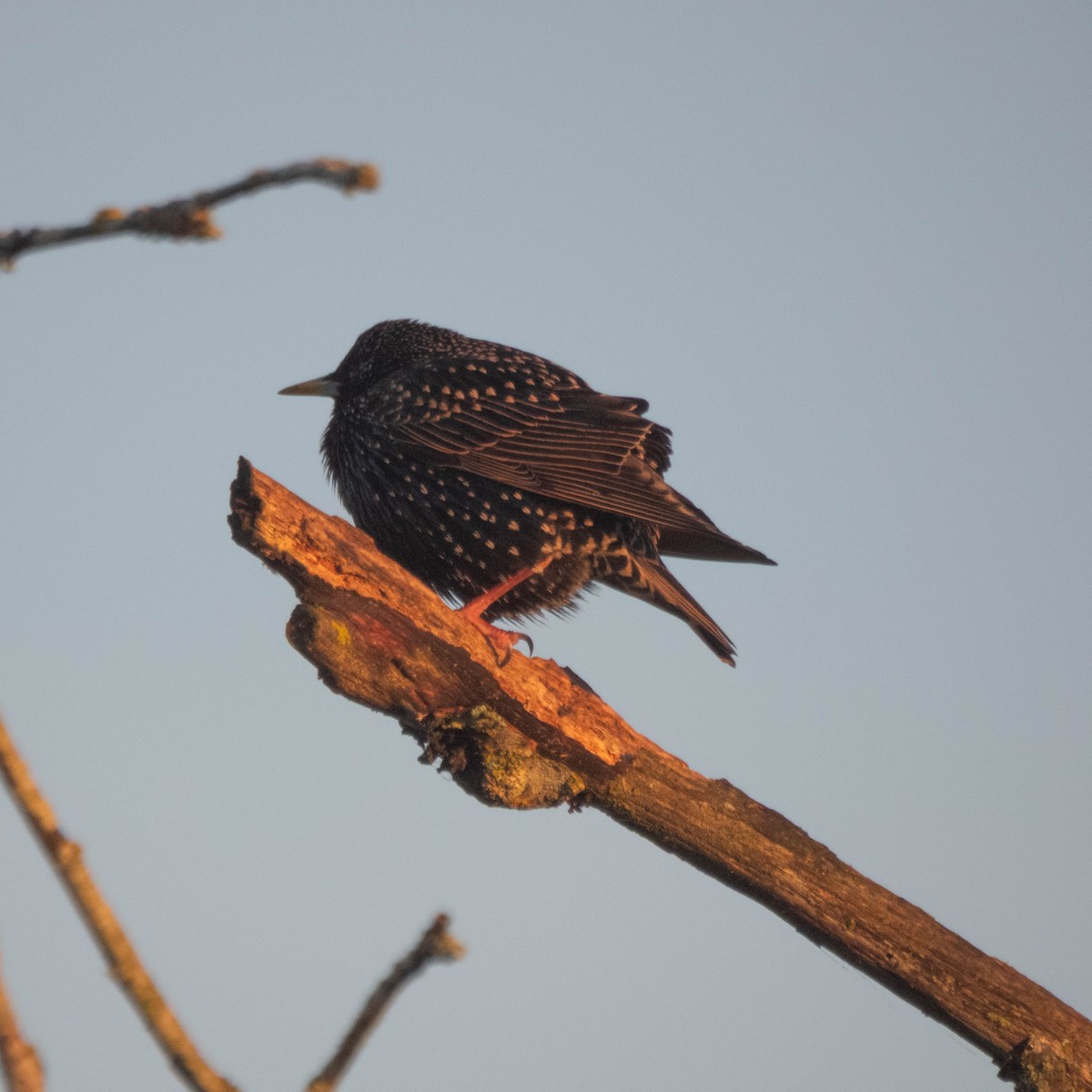 Шпак звичайний - ML650706953