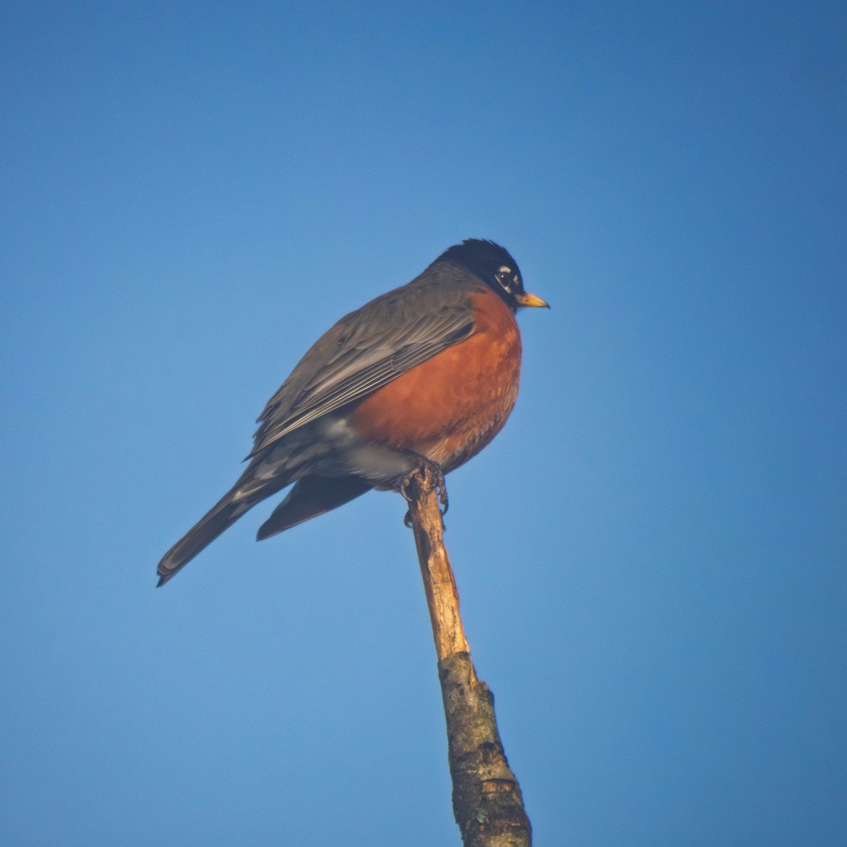 Дрізд мандрівний - ML650706960