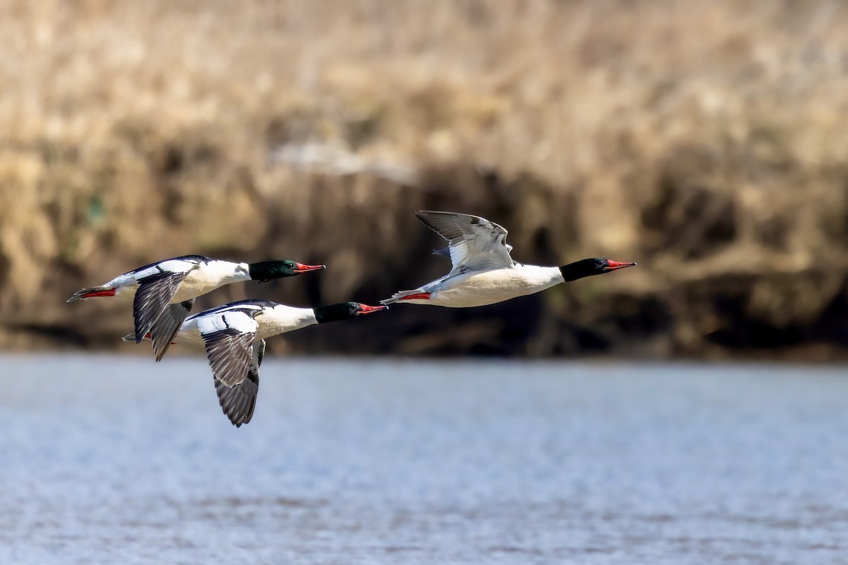 Smergo maggiore - ML650706974