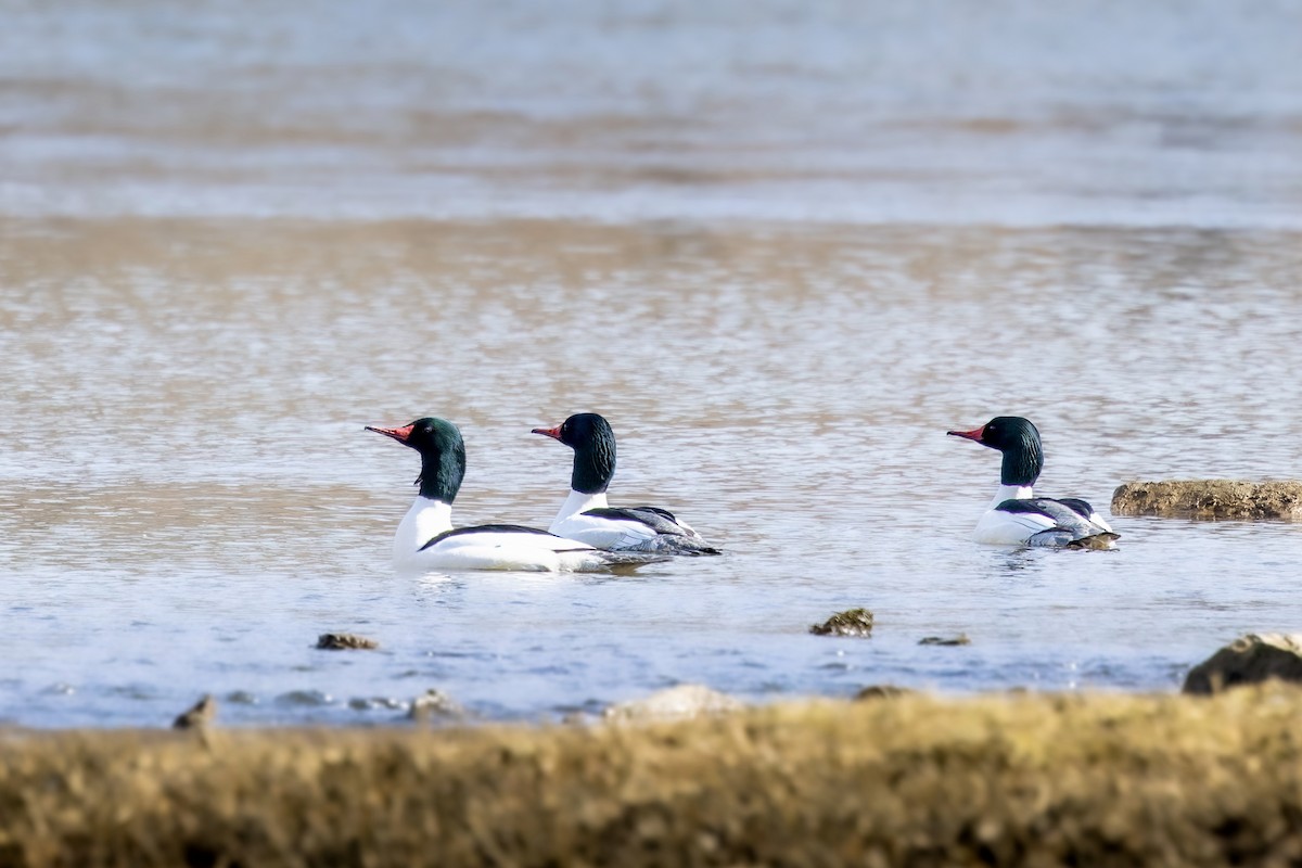 Smergo maggiore - ML650706975