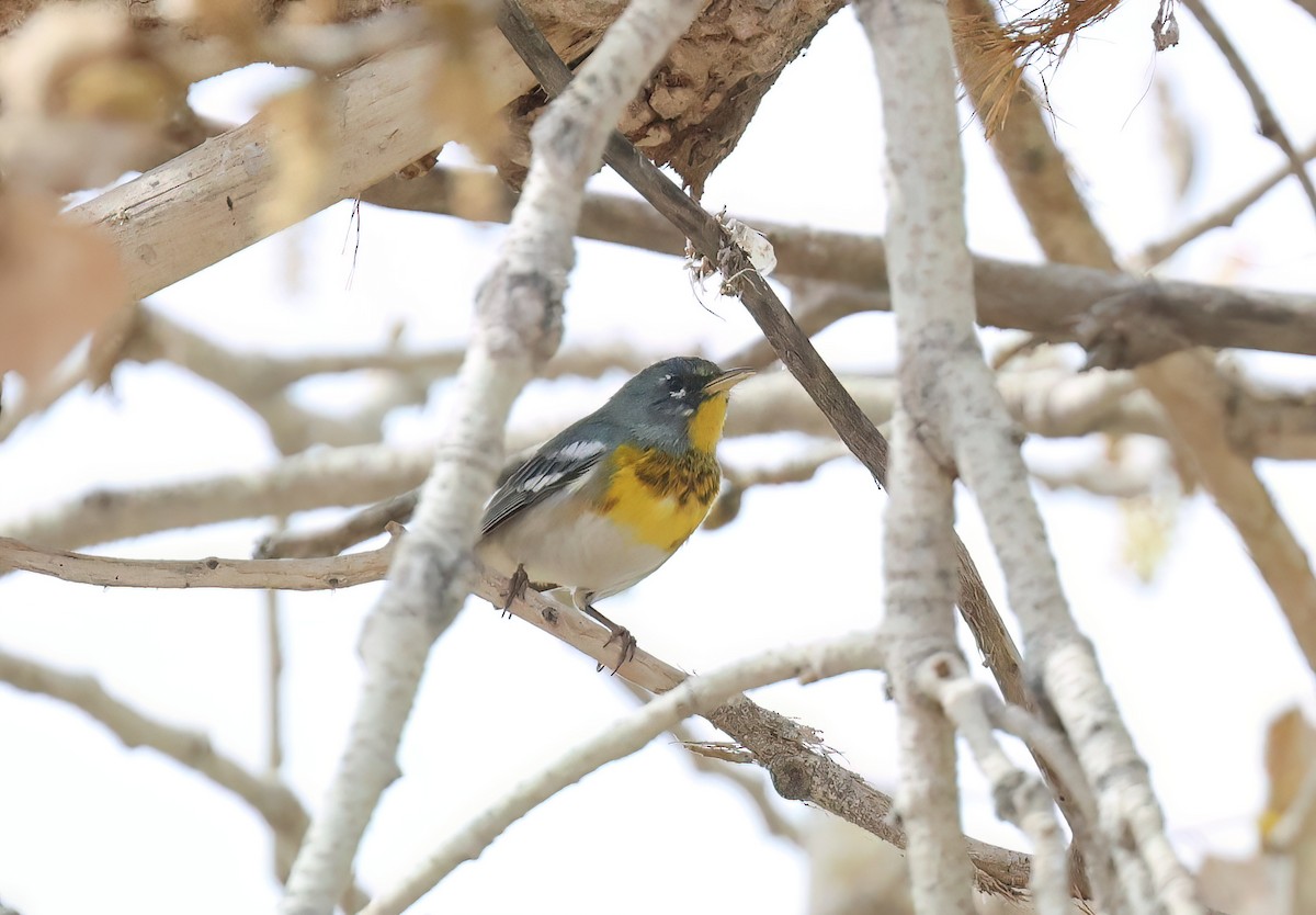 Northern Parula - ML650707001