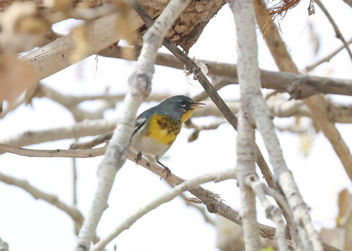 Northern Parula - ML650707002