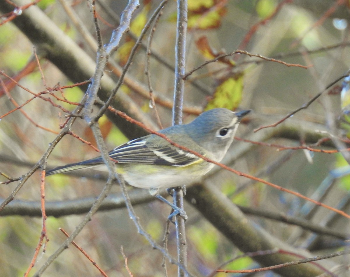 Blue-headed Vireo - ML650707139