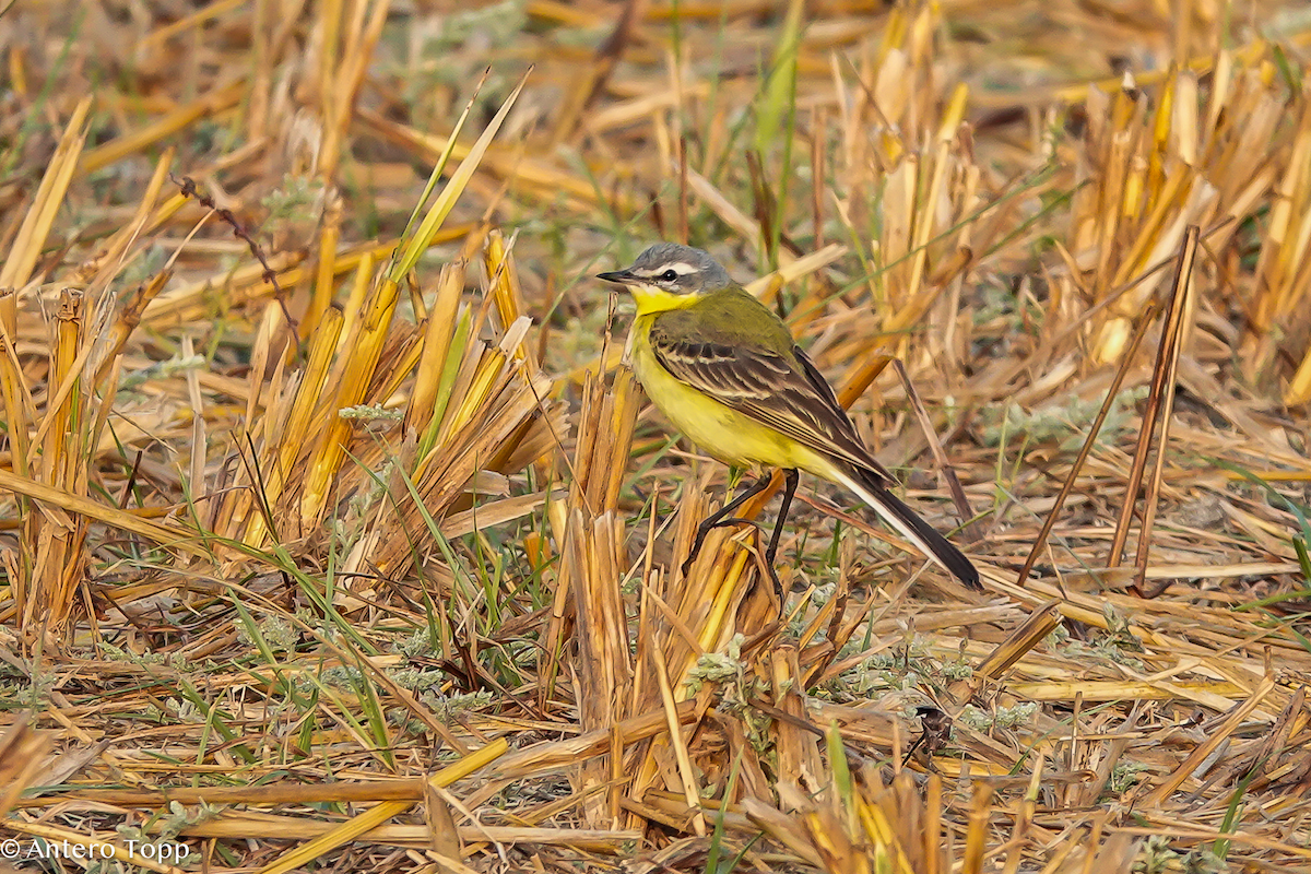 Western Yellow Wagtail - Antero Topp