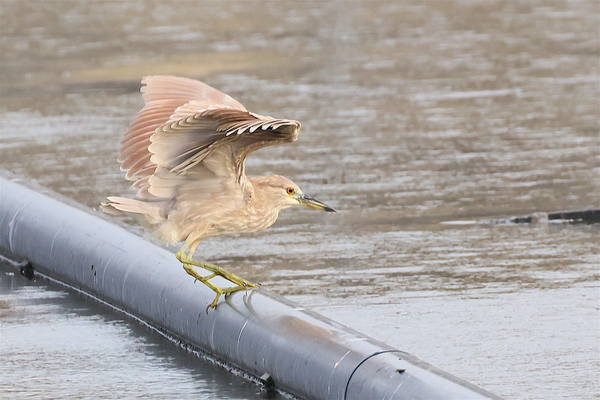Black-crowned Night Heron (American) - ML650707610