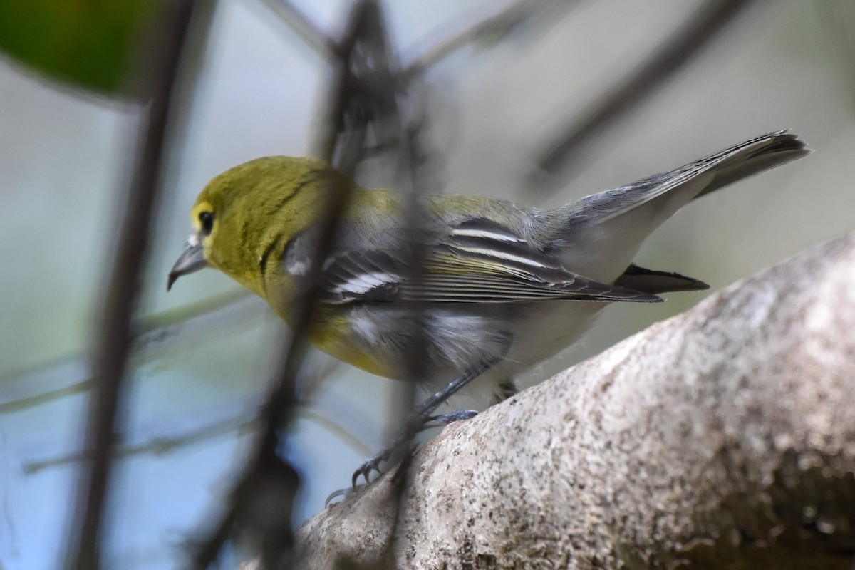 Yellow-throated Vireo - ML650707621