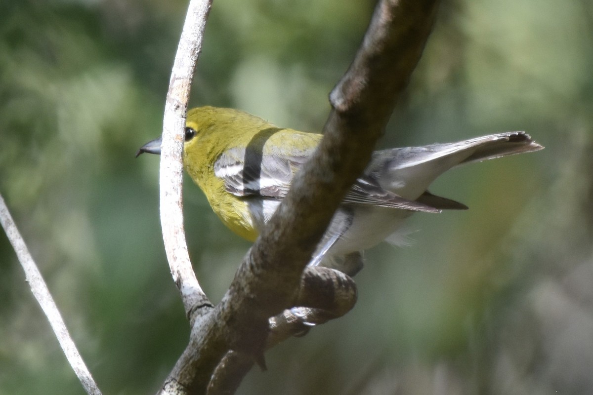 Yellow-throated Vireo - ML650707622
