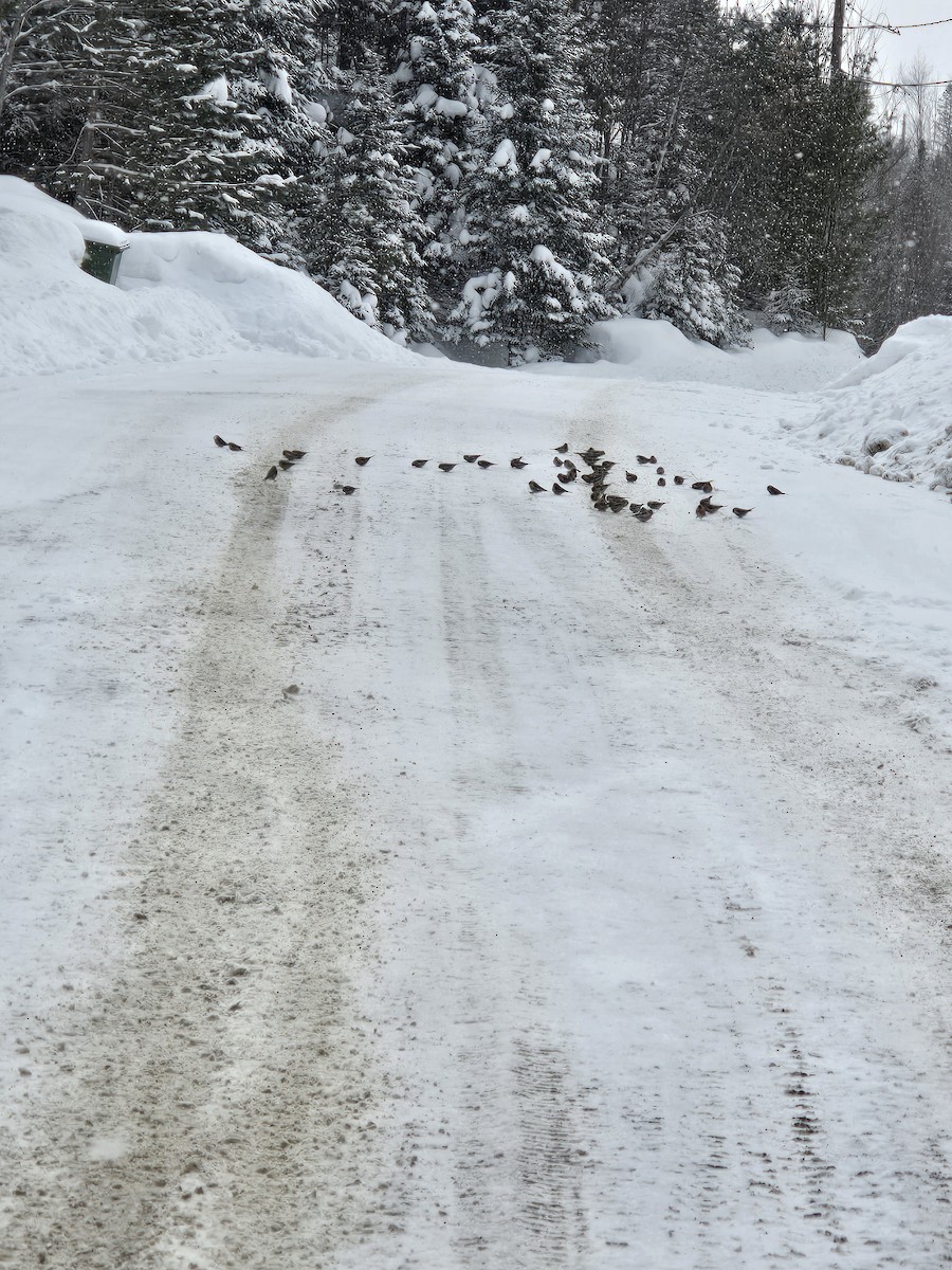 Sizerin flammé - ML650707679