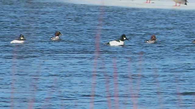 Common Goldeneye - ML650707687