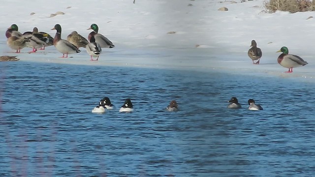 Common Goldeneye - ML650707748