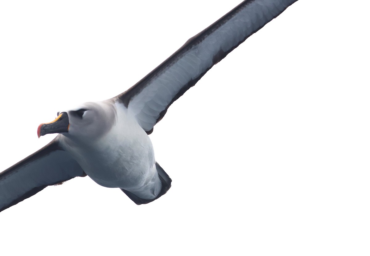 Gelbnasenalbatros - ML650707914