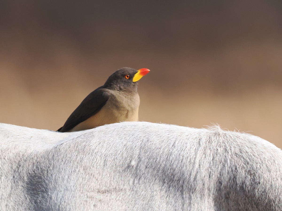 Yellow-billed Oxpecker - ML650708081