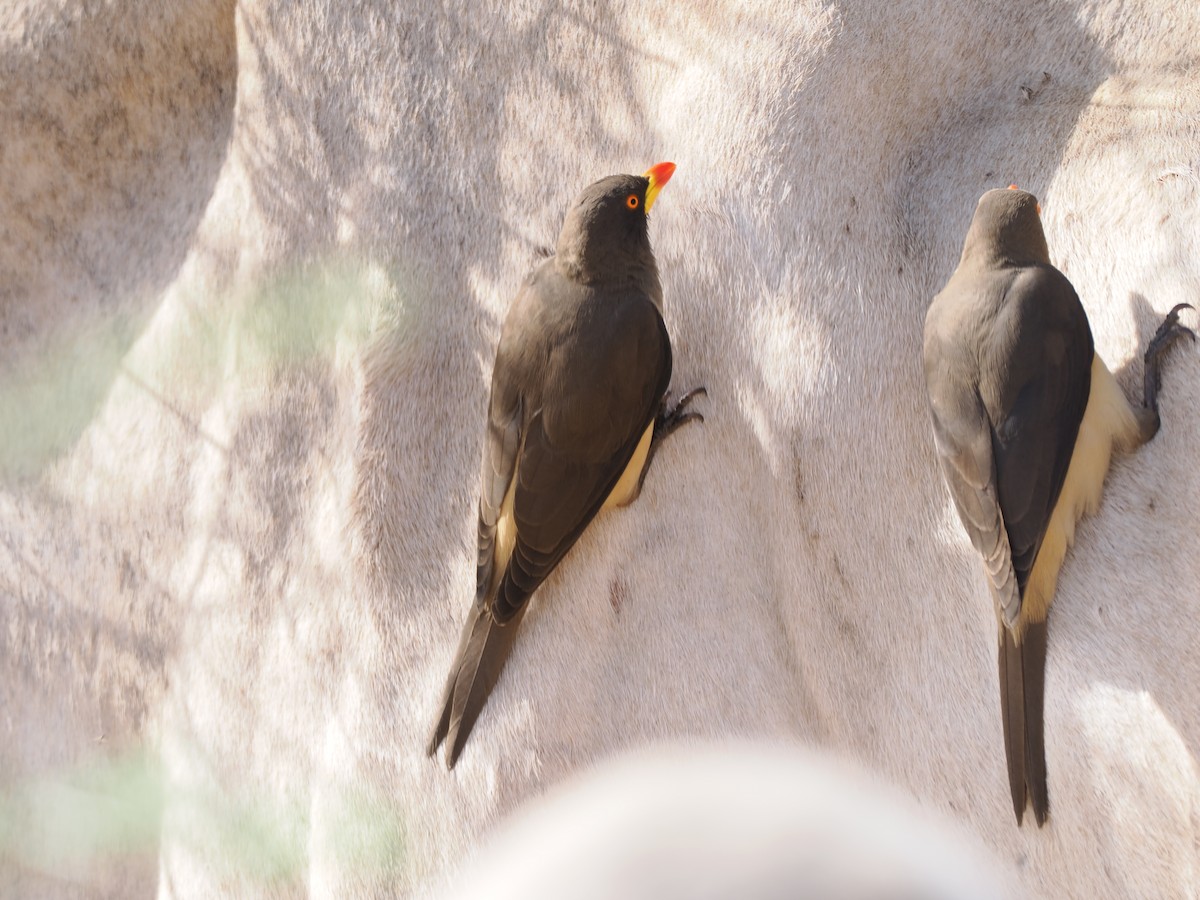 Yellow-billed Oxpecker - ML650708082
