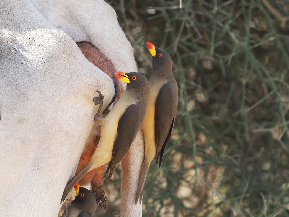 Yellow-billed Oxpecker - ML650708084