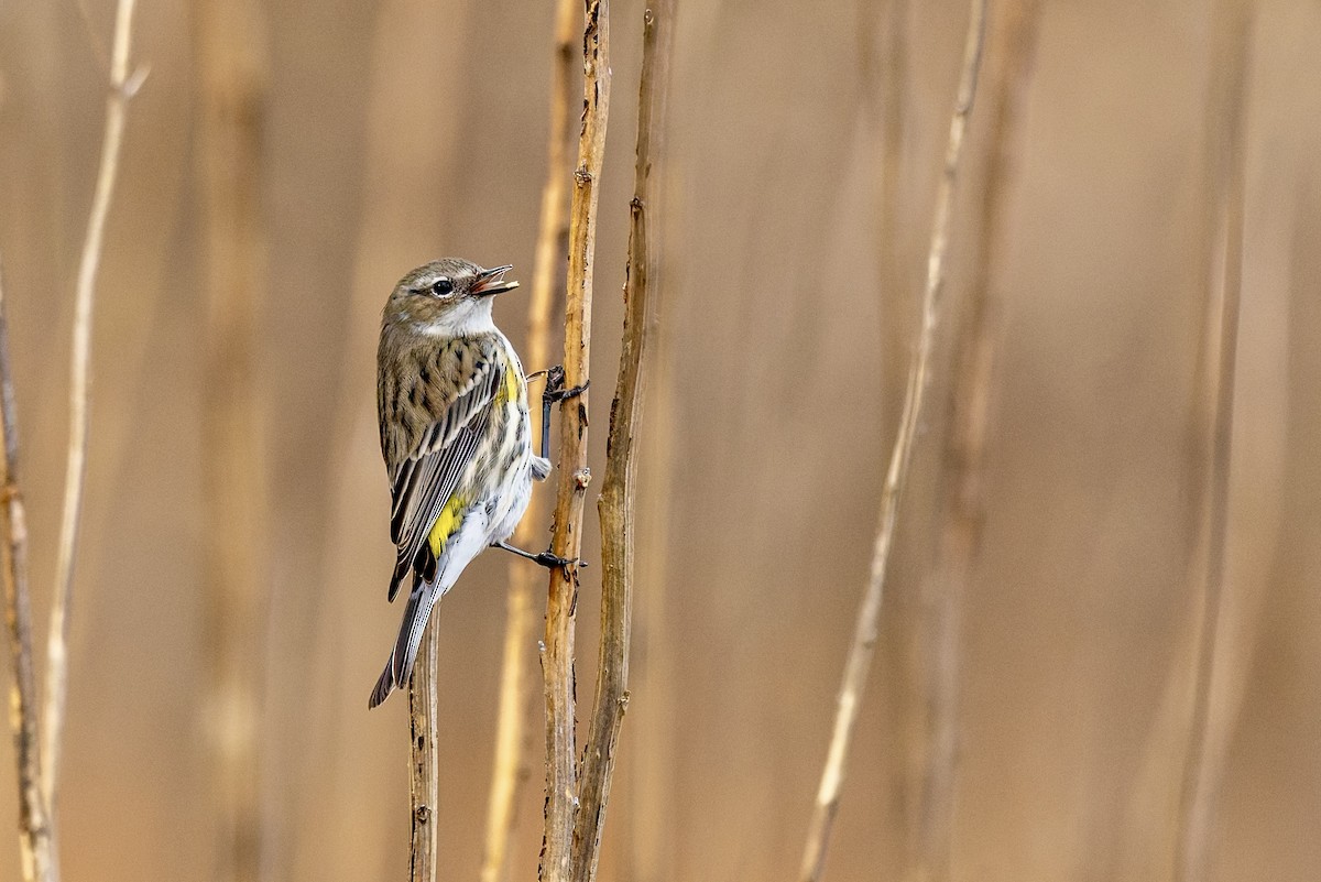 Yellow-rumped Warbler (Myrtle) - ML650708136