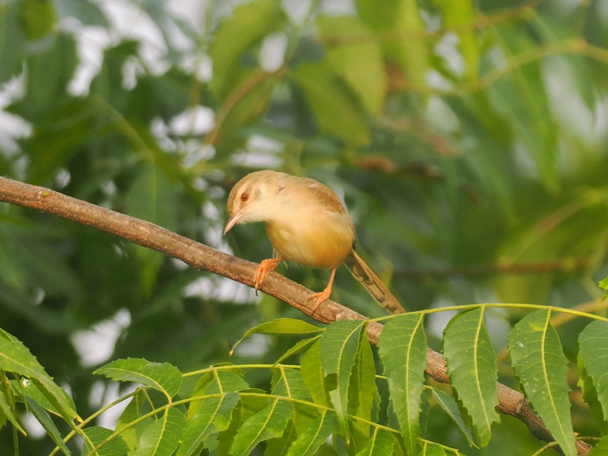 Tawny-flanked Prinia - ML650708785