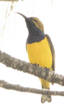 Sahul Sunbird - ML650708868