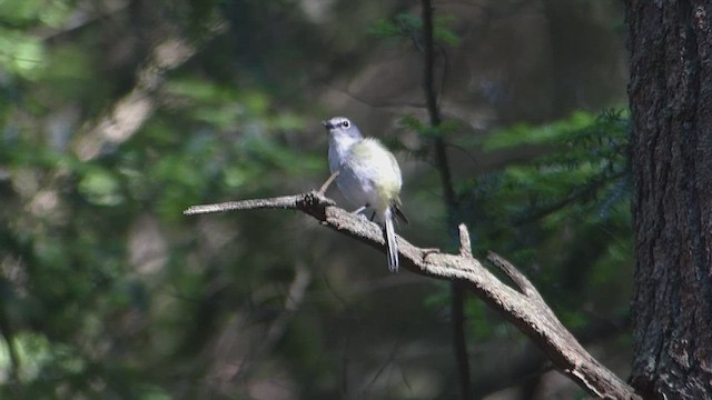 Blue-headed Vireo - ML650708912
