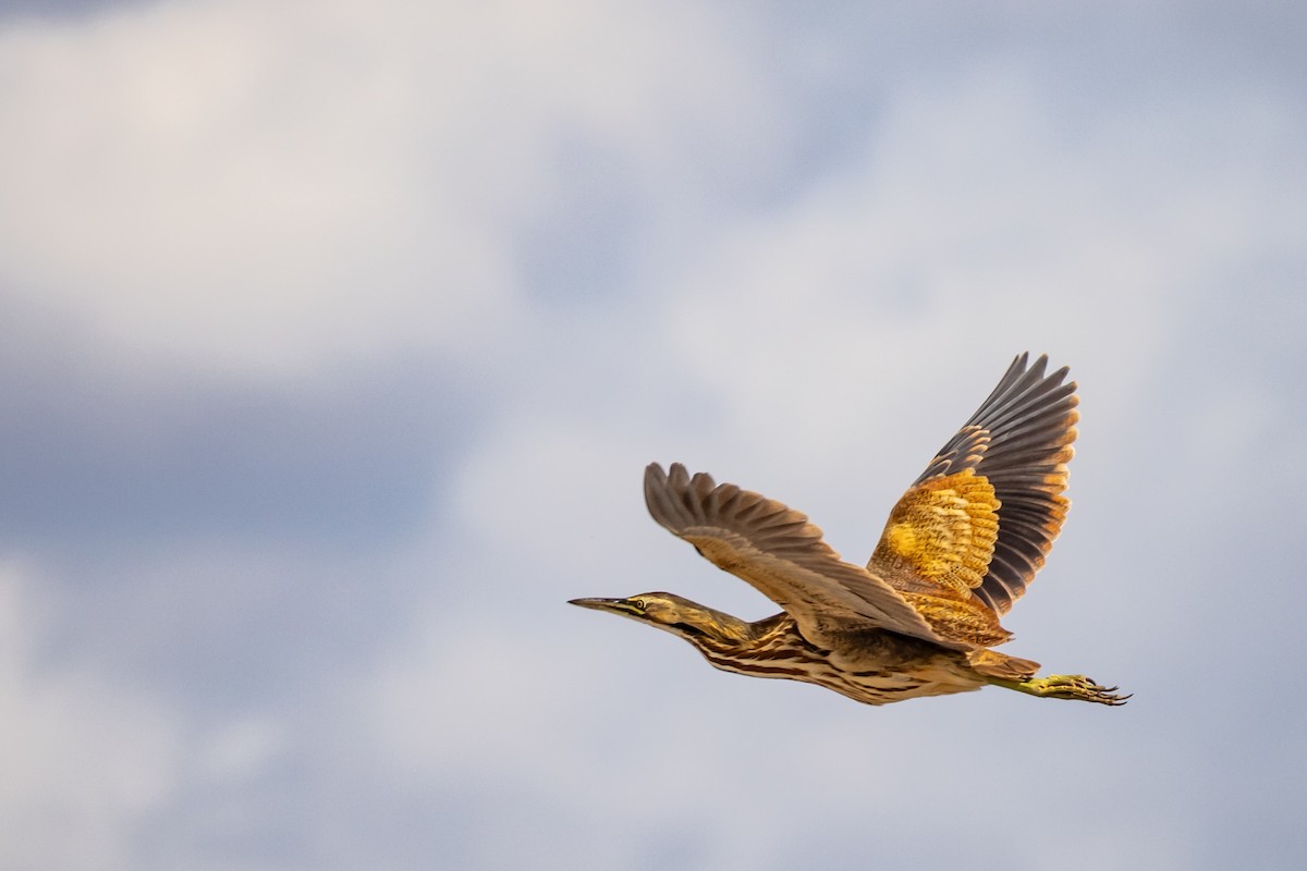 Schwarzbart-Rohrdommel - ML650709195