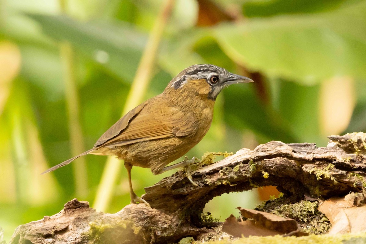 Суїмей вохристий - ML650709366