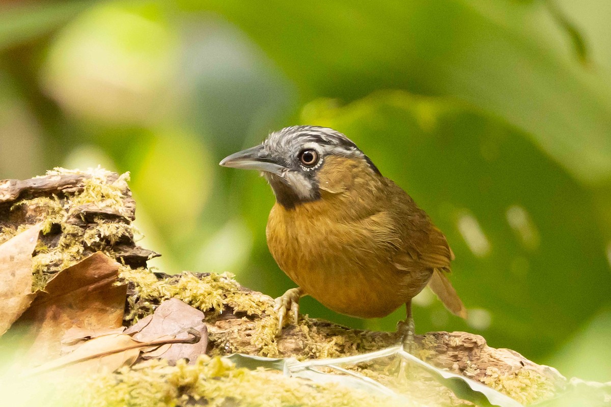 Суїмей вохристий - ML650709368