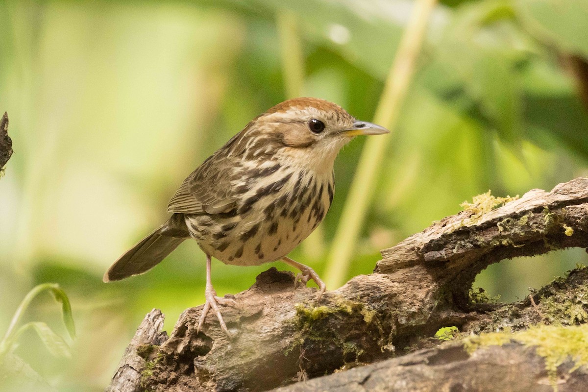 Баблер рудоголовий - ML650709372