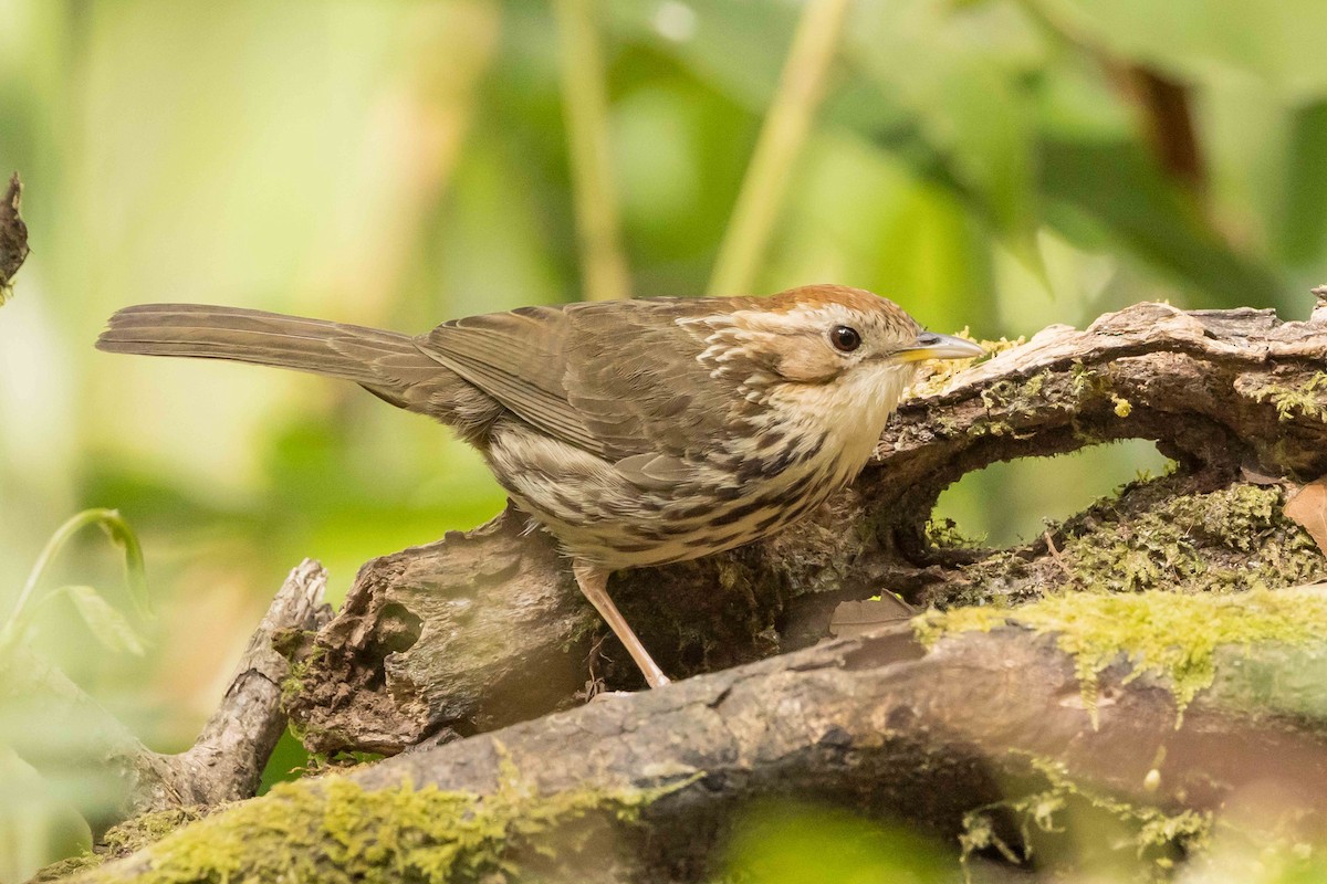 Баблер рудоголовий - ML650709374