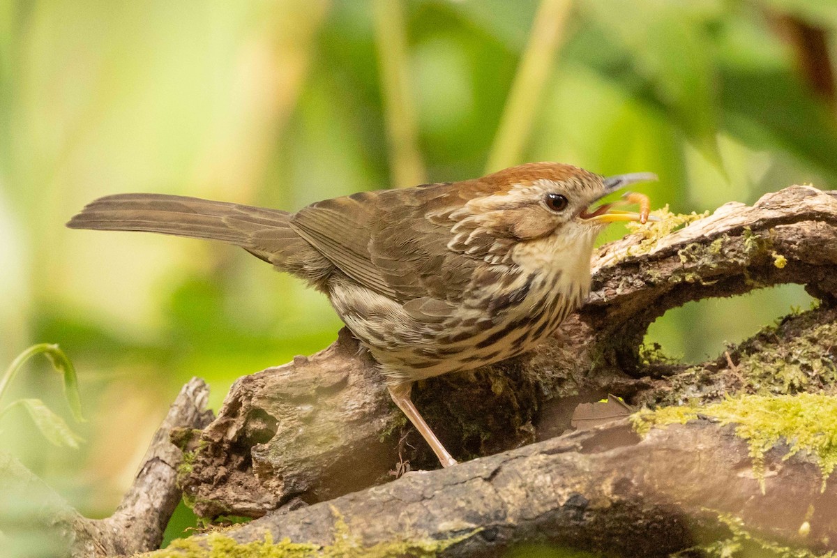 Баблер рудоголовий - ML650709376